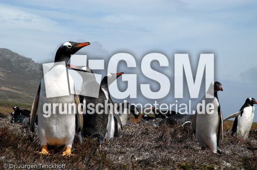 Eselspinguin (08 von 97).jpg